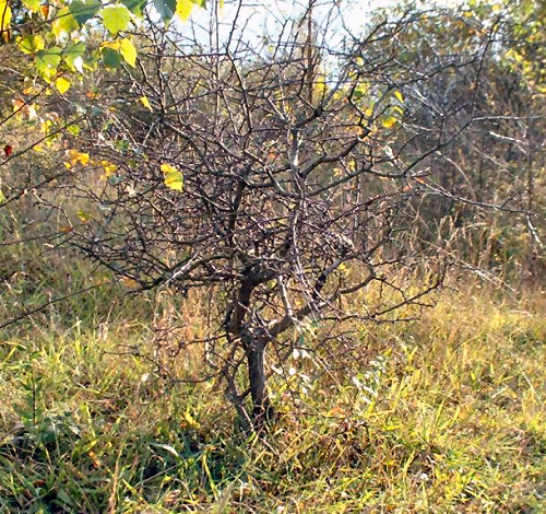hawthorn bonsai